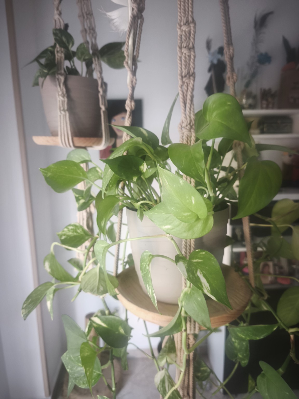 Plantas y cuidado del hogar